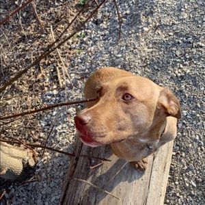 Meet your Posher, Sophie